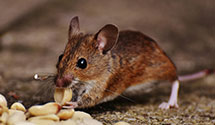 24 Hour & Emergency Exterminators in Nortonsville, VA